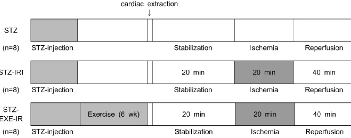 Fig.  1.  Experimental  protocol  outlining  the  procedures  performed  in  the  three  groups  of  rats