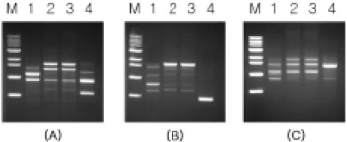 Fig.  3.  RAPD  profiles  of  X.  arboricola  pathovars  using  primer  OPF-1  (A),  OPD-3  (B),  and  OPD-7