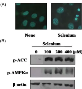 Fig. 4. The role of AMPKα in differentiated adipocytes. Postcon- Postcon-fluent 3T3-L1 cells were differentiated with hormonal m ixtures for 6day