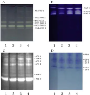 Fig. 5. Native gel stained for the activity of SOD (A), CAT (B), APX (C) and GR (D) in the rice leaves