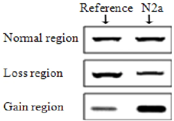 Fig. 4. Comparison of PCR product quantities for three genomic regions in N2a DNA and normal mouse (reference) DNA exam ined by gel electrophoresis.
