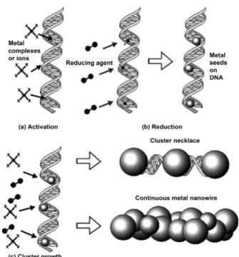 Figure 2. Schematic depiction of processes for a direct DNA  metallization : (a) a selective interactions of metal complexes or ions  with DNA using electrostatic interaction and intercalation (activation  step), (b), (c) reduction of metal complexes or io