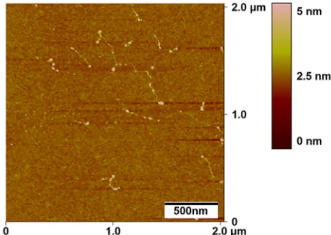 Figure 4. AFM height image of silver-based DNA metallization.