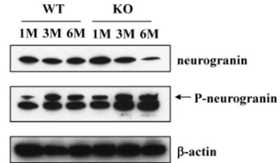 Fig 1. Expression levels of neurogranin m RNA in the brain of wild-type (WT) mice and EBD KO (KO) mice by real-time PCR