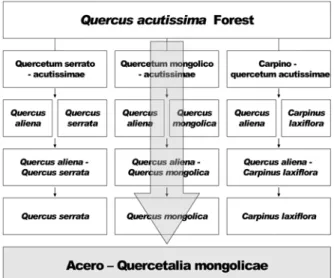 Fig.  3.  Possible  developmental  pathways  of  each  association  of  Quercus  acutissima  forest  in  Korea.