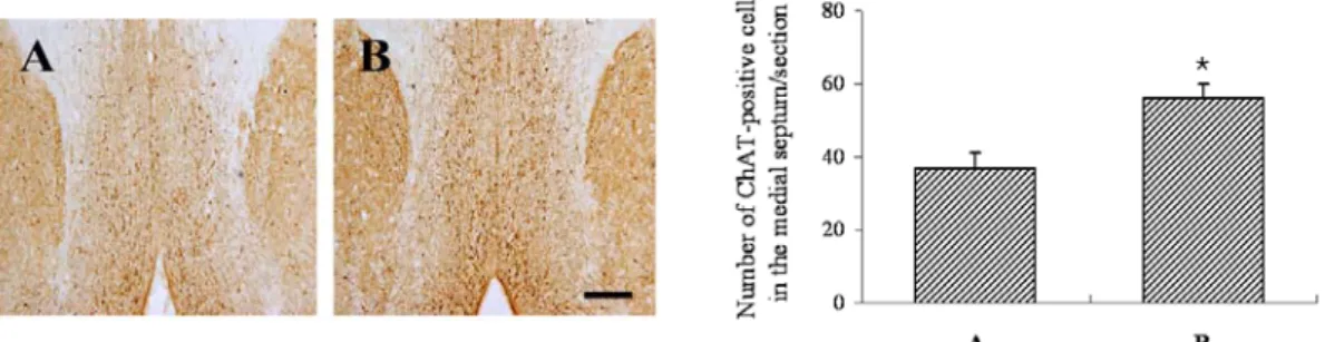 Fig.  3.  Effect  of  exercise  on  the  number  of  cholinergic  neuron  in  the  medial  septum