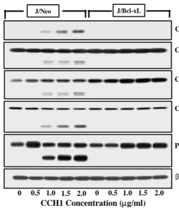 Fig.  3.  CCH1  induced-cell  death  is  through  mitochondrial  cyto- cyto-chrome  c  release
