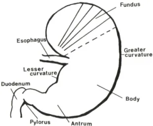 Fig.  1 — Preparation  of circular  muscle  strips of the  ra­