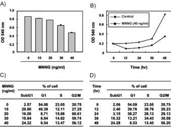 Fig. 1. Effect of MNNG on the proliferation of and cell cycle distribution of U937 cells