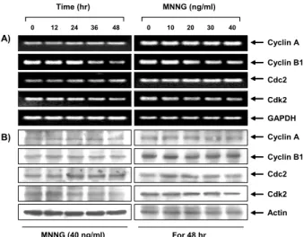 Fig. 3. Effect of MNNG on the expression of cyclins and Cdks protein, and Cdks kinase activity in U937 cells