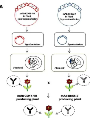 Fig. 1. Generation of F1 seedling to express multiple monoclonal antibodies (mAb CO17-1A and mAb BR55)