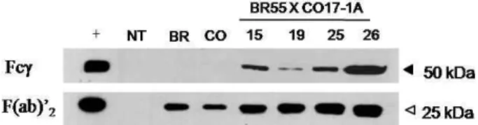 Fig. 4. Immunoblot analysis to confirm the mouse mAb HC and LC protein expression in selected F1 seedling plant lines.