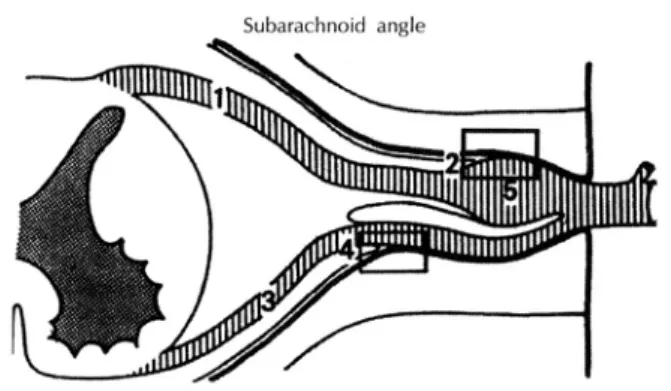 Fig. 4. Diagram of the subarachnoid angle. 1：dorsal root, 2：