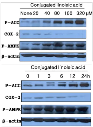 Fig.  5.  Effects  of  CLA  on  MCF-7  cells  induced  COX-2  expression  via  activating  AMPK