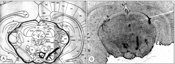 Fig. 1. A：Photograph of Paxinos &amp; Watson rat brain atlas(coronal section). Arrows indicate substantia nigra pars compacta