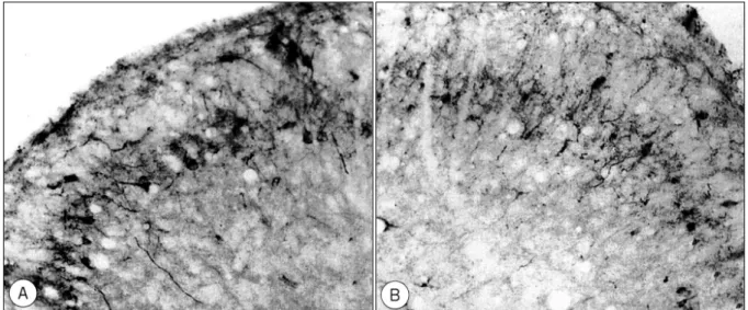 Fig. 5. A：nNOS immunoreactivity in the L5 dorsal horn of the right side of the normal control group(×200)