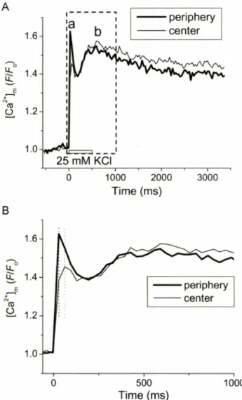 Fig.  5 - Effect of high K + pulse on mitochondrial Ca2+  in rat atrial  myocyte.  (A)  Peripheral  and  central  Ca2+  transients  measured from  2-D  Rhod-2  confocal fluorescence  images  (30 Hz)