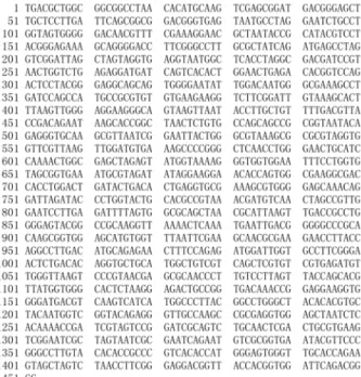 Fig.  1.  Nucleotide  sequences  of  16S  ribosomal  RNA  of  Pseudomonas  sp.  SN239