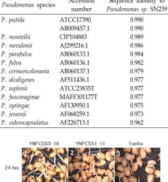 Table  2.  Sequence  identities  of  16S  ribosomal  RNA  of  Pseudomonas  sp.  SN239  with  that  of  other  Pseudomonas  species Pseudomonas  species Accession 