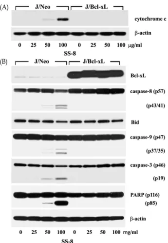 Fig.  4.  Western  blot  analysis  of  mitochondrial  cytochrome  c  re- re-lease  and  β-actin  (A),  and  caspase-3  activation,   cas-pase-9  activation,  cleavage  of  PARP  and  β-actin  (B)  in  Jurkat  T  cells  Jurkat  T  cells  overexpressing  J/B