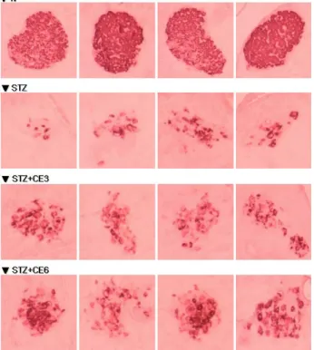 Fig.  10.  Histopathological  comparison  of  pancreas  sections  (200× 
