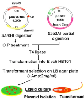 Fig.  3.  Physical  maps  of  recombinant  plasmids  containing  β-  lactamase  gene.  B,  BamHI;  BglI,  BglII;  E,  EcoRI;  H,  HindIII;  P,  PstI;  S,  SalI;  Xbl,  XbaI