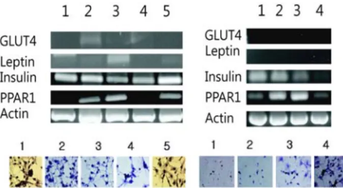 Fig.  3.  Effect  of  3T3-L1  cell  differentiation  after  aromatase  siRNA  transfection