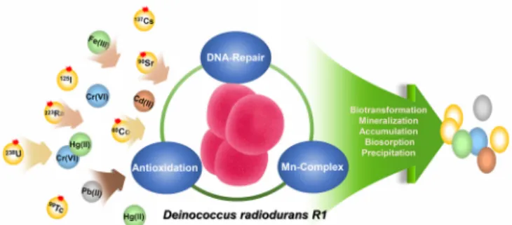 Figure 1. The scheme of bioremediation process for the removal of  radioactive wastes using D
