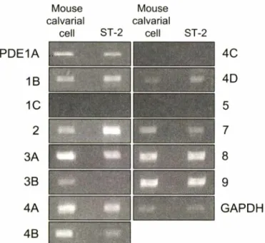 Fig.  3 - RT-PCR  analysis  of  PDE  mRNAs.  Total  RNAs  were  prepared  from  mouse  calvarial  cells  and  ST-2  cell  line