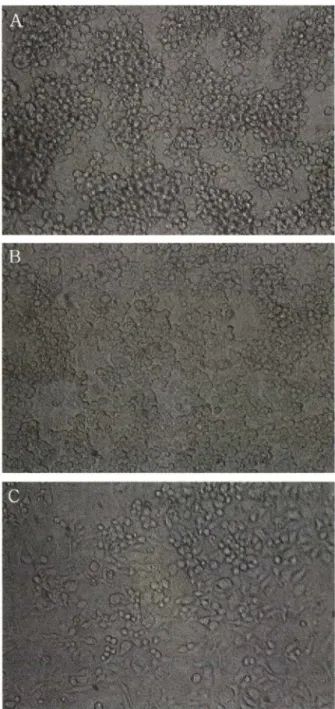Fig.  5 - Microscopical  analysis  displays  that  the  Fr.  I  suppresses  activation  of the  LPS-treated  macrophages