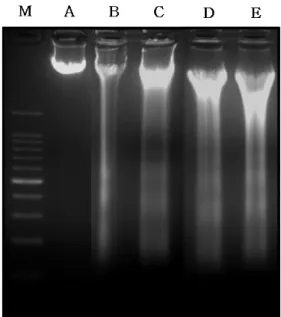 Fig.  2.  Nuclear  fragmentation  was  induced  by  CJP  and  PTP  in  MCF-7  breast  cancer  cells
