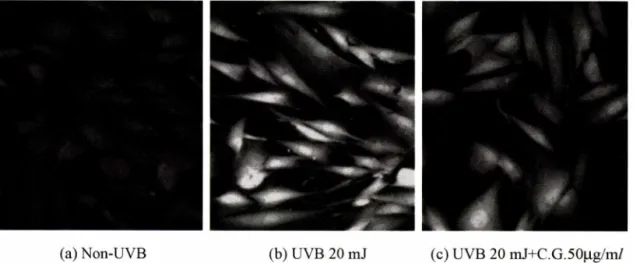 Fig.  6 - Confocal microscopic observation of ROS by CM-H2DCFDA staining in cultured human dermal fibroblasts (HDFs)