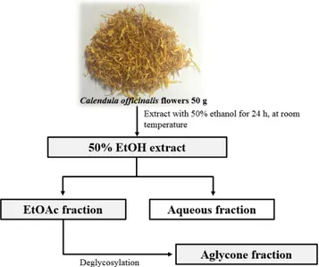 Figure 1. Fractionation scheme of C. officinalis flowers 50% ethanol  extract and its fractions.