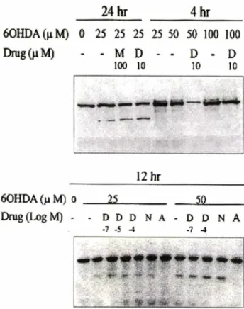 Fig.  5 - No effect of melatonin and /-deprenyl on 6-OHDA-induced  caspase-3 activation in SH-5YSY cells