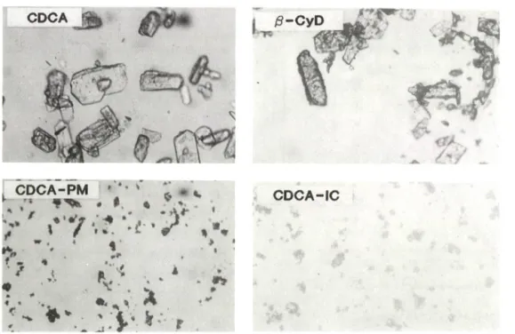 Fig.  4—Polarized  microphotographs  of  CDCA,  p-CyD  CDCA-PM  and  CDCA-IC(X 100).
