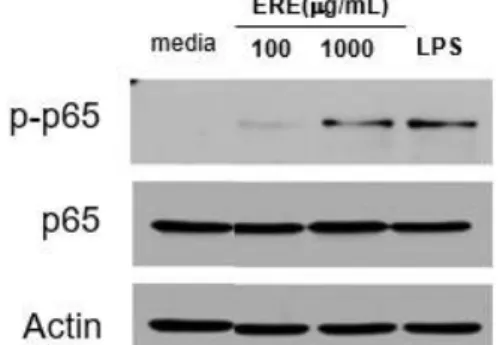 Fig. 10. Inhibition of NF-κB pathway by treatment of ERE and LPS on RAW 264.7 cell. 6