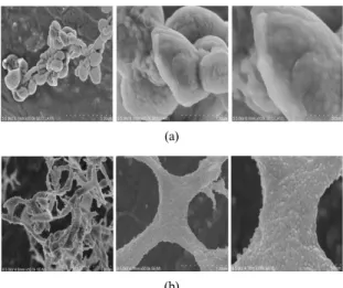 Figure 6. SEM microphotographs of DNA mediated gold nanoparticle  with (a) 1 M hydrazine solution (×2) and (b) 1 M sodium borohydride  solution (×2).
