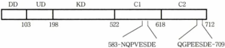 Fig.  2 - Domains  of  hIRAK.  DD,  death  domain;  UD,  domain  of  unknown  function;  KD,  kinase  domain;  Cn,  C-terminal  domain  n
