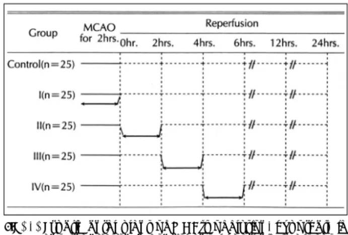 Fig. 1. Experimental plans of MCA’s occlusion, hypothermia and reperfusion in control and hypothermic groups