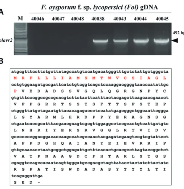 Fig. 1. Isolation and characterization of the  Folavr2 gene from 4 different FOL race2 isolates