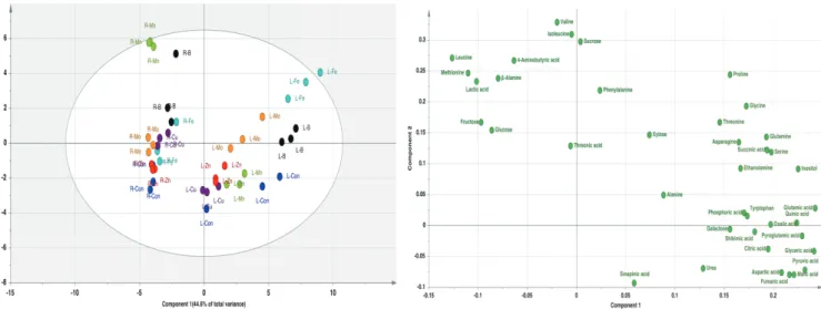 Fig. 2. (A) Principal component analysis (PCA) score and (B) loading plots of polar metabolite profiles 