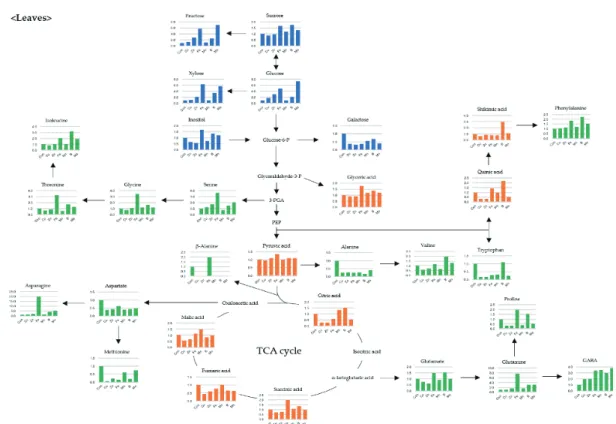 Fig. 4. Mapping of targeted metabolite changes on known pathway for the leaves of bell pepper plant