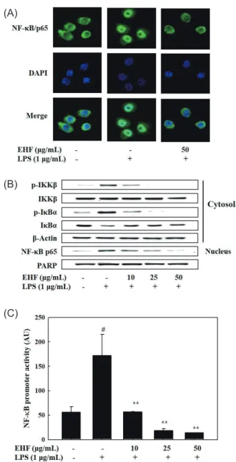 Fig. 5. Effect of EHF on the phosphorylations of MAPKs and Akt  in  LPS-stimulated  RAW  264.7  cells