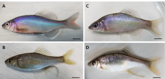 Fig. 1. Morphological of lateral view of the A: Acheilognathus ya- ya-matsutae (♂); B: A