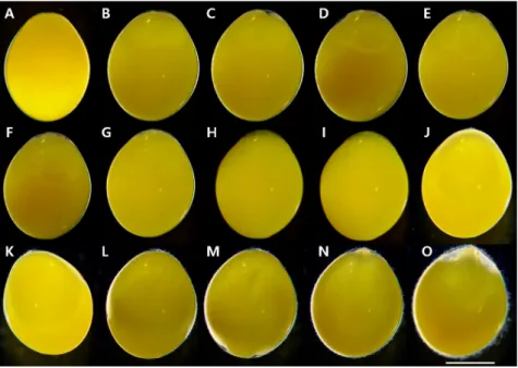 Table 1. Number of spawned eggs and ovipositor length of Acheilognathus majusculus and A