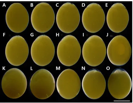 Fig. 3. Egg development of hybrid between Acheilognathus yamatsutae (♀)×A. majusculus (♂)