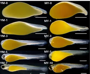 Fig. 4. Preflexion and flexion larvae development of hybrid be- be-tween YM (Acheilognathus yamatsutae ♀×A
