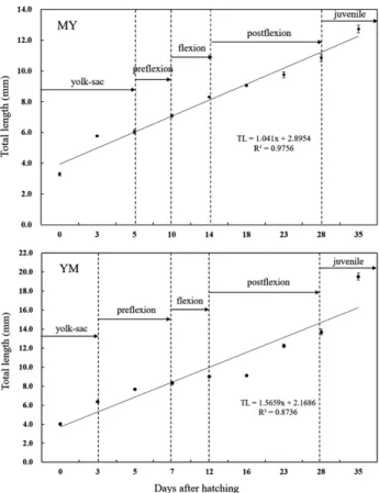 Fig. 5. Postflexion larvae and juveniles development of hybrid be- be-tween YM (Acheilognathus yamatsutae ♀×A