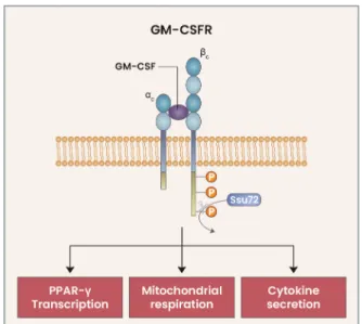 Fig. 1. Fine-tuning of GM-CSFR signaling in AMs.  Upon binding  of GM-CSF to the GM-CSFR, the GM-CSFR  βc is phosphorylated,  which initiates downstream signaling