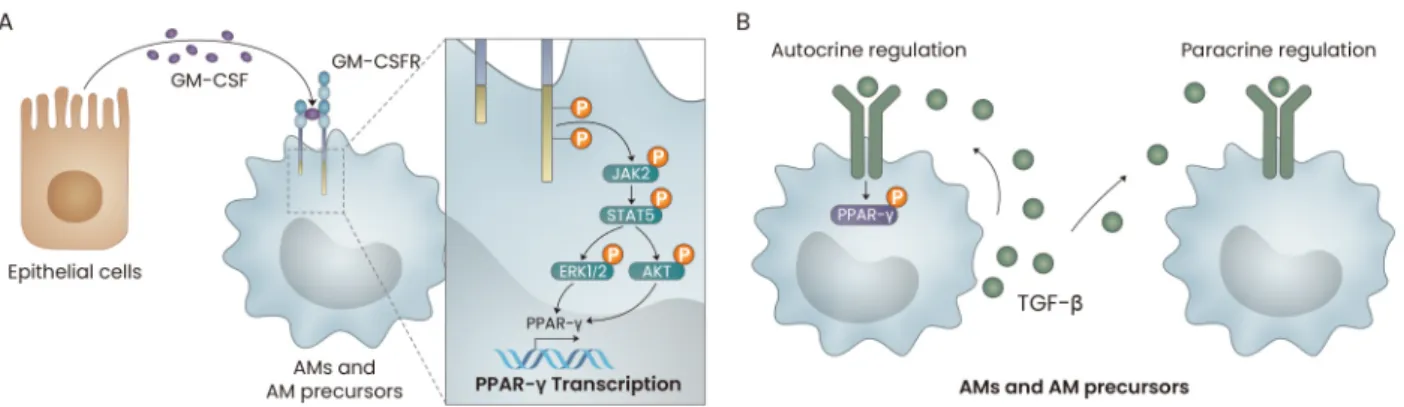Fig.  2.  The  roles  of  GM-CSF  and  TGF-β  in  the  development  of  AMs.  (A) GM-CSF, secreted by lung epithelial cells, induces the  JAK2/STAT5-mediated transcription of PPAR-γ in AMs